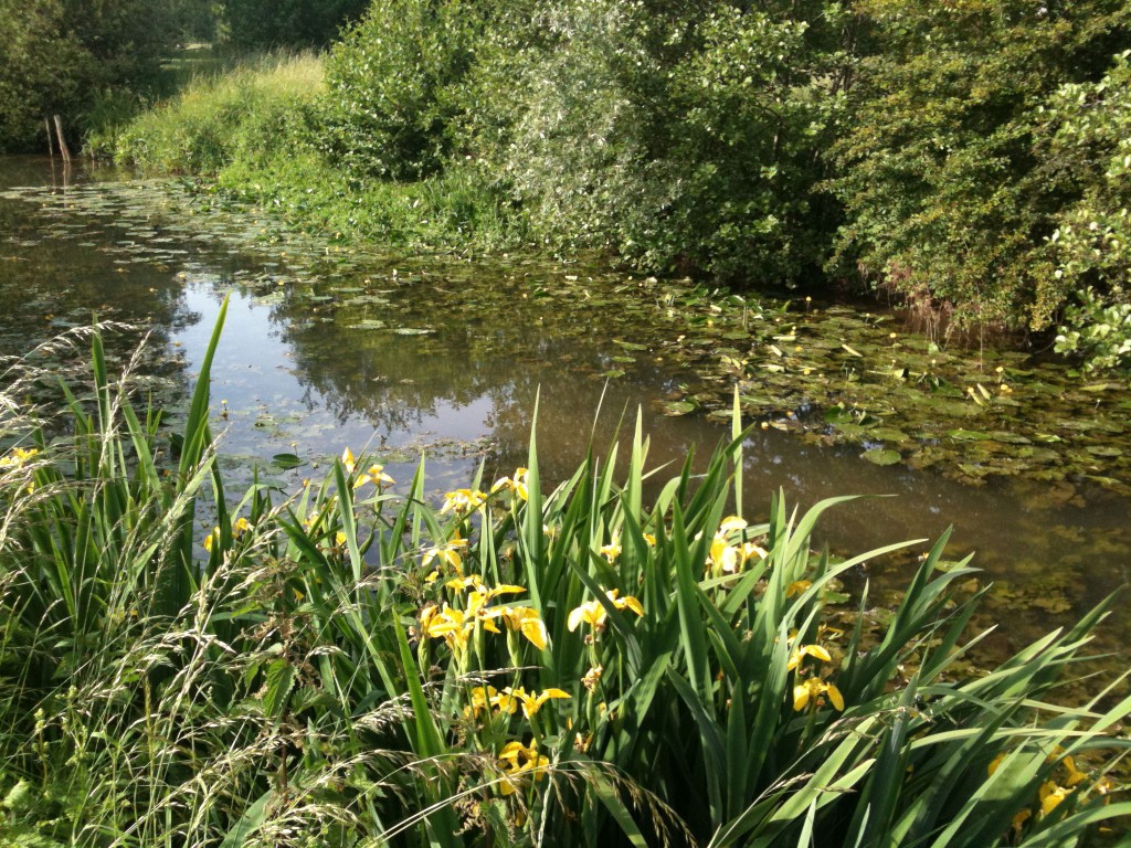 Waterlilies and irises in Chouzy-sur-Cisse