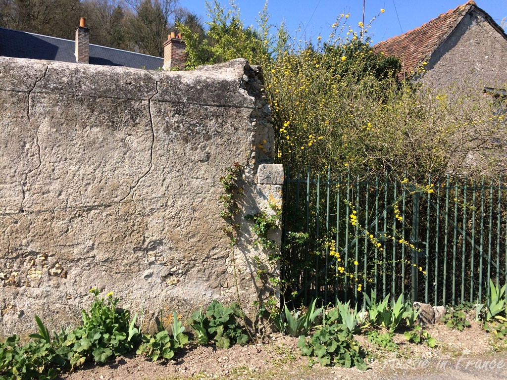 My weeded garden bed outside the gate, with flowering forget-me-nots and a yellow daisy affair,  and hollyhocks, roses and irises in the making.