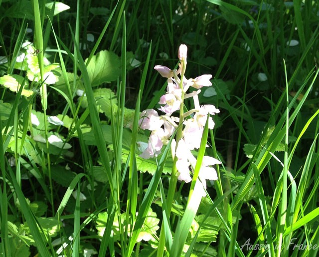 A white orchid in our wood