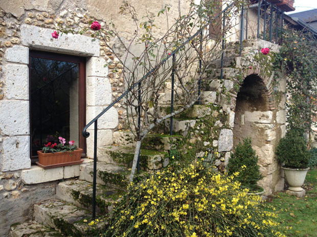 Winter jasmin and roses