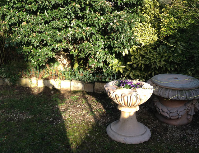 Winter pansies and sweet mock orange (hydrangea philadelphus)