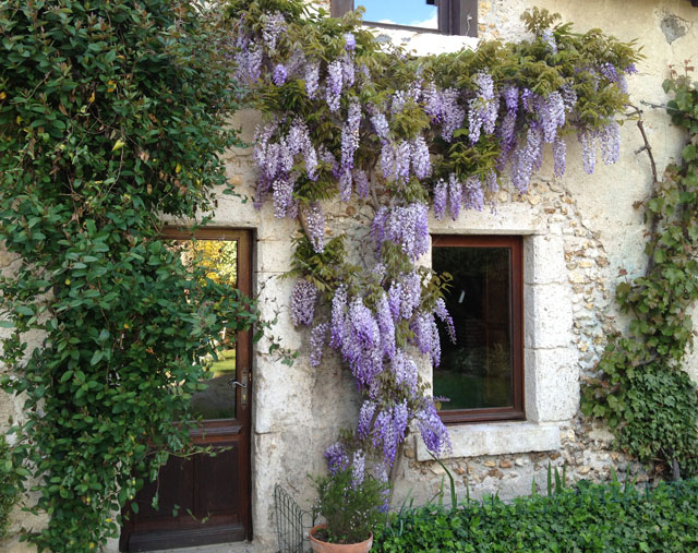 Wisteria on our house in Blois