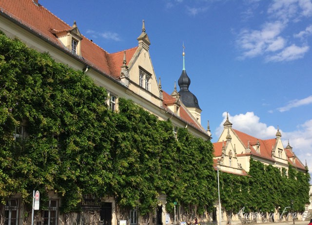 Magnificent wall of wisteria in Riesa