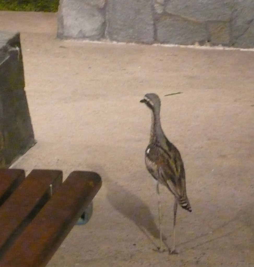 Kevin Rudd Bird Who’s Kevin Rudd? | Aussie in France